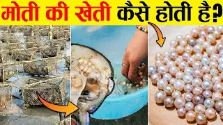 मोती की खेती कैसे होती है ? How are Pearls made ?| Pearl Farming