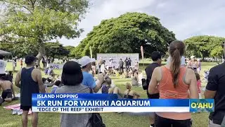 Waikiki Aquarium's exhibit gets boost from Le'aLe'a Charity Run