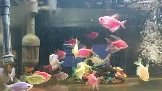 Relaxing Aquarium Fish Tank Sounds no music