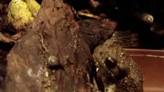 The common toad eating a snail