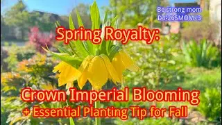 Crown Imperial &ndash; Spring&rsquo;s Golden Majesty + Essential Planting Tip for Fall #garden #flowers