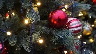 Omaha's Wasteline releases list of Christmas tree drop-off sites