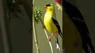 Morning Birds Singing in USA Forest | Relaxing Nature Sounds for Sleep, Meditation & Stress Relief