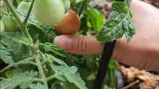 Costco Sale Item Review AeroGarden Aero Garden Harvest Elite Slim Day 155 So Many Big Tomatoes!