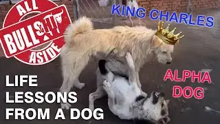 Life Lessons From A Dog -King Charles, Alpha Dog