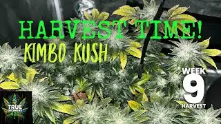 HARVEST TIME! Kimbo Kush harvest and drying