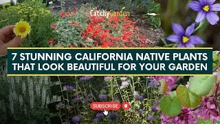 7 Stunning California Native Plants That Look Beautiful for Your Garden 🌻🌷🍃 // Catchy Garden