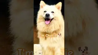 Going with the trend🤩 #charlie #youtube #doglover #charliedog #dogowner  #lifeofcharlie #petowner