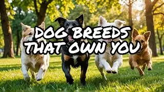 The Best Dog Breeds for Emotional Support (Companionship) 🐶❤️