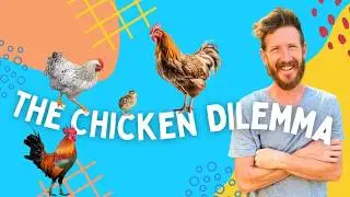 Barnyard Mix or Purebred Chickens: Which is Better for Your Flock