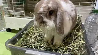Избалованный кролик ASMR.
