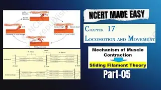 Locomotion and Movement | Part 05 | Sliding Filament Theory | Muscle Contraction | NCERT Explain
