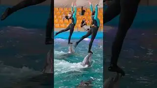 dolphin killed a girl #shorts #trendingshorts #ytshorts #trending #viral #dolphin #newsong #new