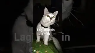 #cat #funny #kucinglucu #kucing #cimot #kitten #kucingcomel #fypシ゚viral