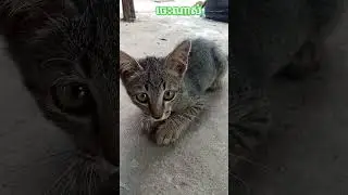 lovely 😻🩵🤍 / #love #viral #khmet