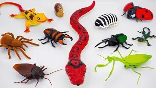 🦈Toy ASMR🦈RC Tarantula Spider & RC Snake & RC LadyBug, Insect ASMR Satisfying with Unboxing