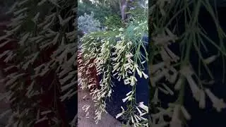 Fire cracker plant / Christmas bell plant / All time flowering plants