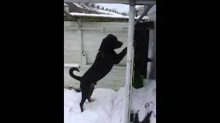 Binatang the Rottweiler : Barking at his tire
