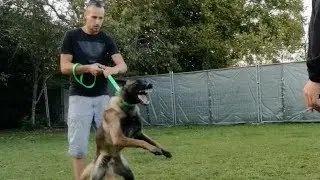 L'ADOPTION D'UN BERGER BELGE MALINOIS AGRESSIF / EDUCATION CANINE / EDUCATEUR CANIN SYM DOG
