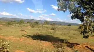 Brazilian Savannah!