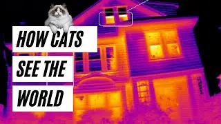 How Cats See The World