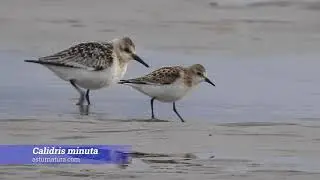 Correlimos chico (Calidris minuta)