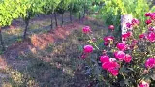 Why do they plant roses in the vineyard