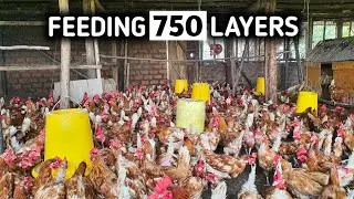 How to Feed Layer Chickens For Maximum Egg Production