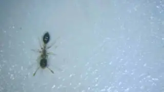 Ant Journey