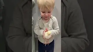 Everyone, meet Bob!😂 #barn#chicken #chicks #gambrel #family