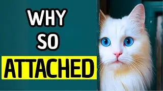 Why Is Your Cat So Clingy? 8 Reasons Your Cat Follows You Everywhere!