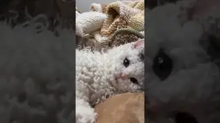 Cat Tries to Steal Fish and Fails 🤦&zwj;♂️