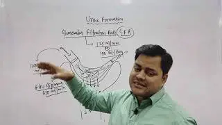Urine formation & Counter-current mechanism (Excretory product &their elimination part-||)