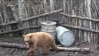 High Percentage Of Colored Bears At Mike's Outfitting Black Bear Hunting Alberta Canada