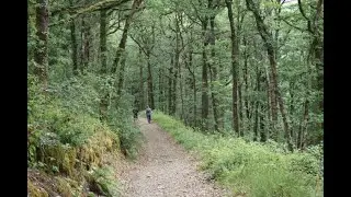The Best Forest Walk in Devon UK