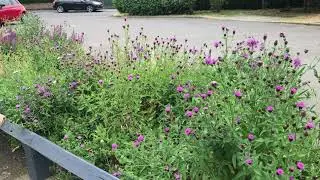 St Aubyns Perennial Wildflowers - summer 2023