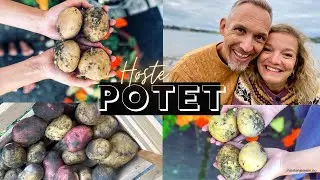 POTETER I KJØKKENHAGEN 🥔 Hvordan høste og lagre poteter? Tips til å dyrke poteter