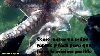 Como matar un pulpo rápido, fácil y con el menor sufrimiento posible