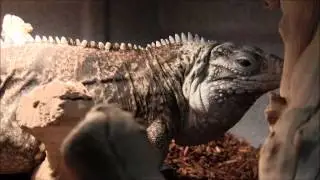 Самка каймана x кубинская скальная игуана