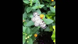 Vlinder drinkt nectar - Butterfly drinks nectar