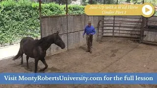 Cinder Part 1: Join Up with a Wild Horse