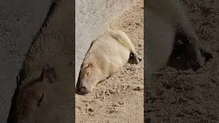 💤 Adorable Capybara Taking a Nap! 🐾