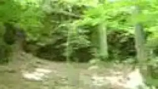 Trail 457 along Lusk Creek in the Shawnee National Forest