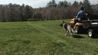 Mowing the Back Yard with my Two German Shepherds