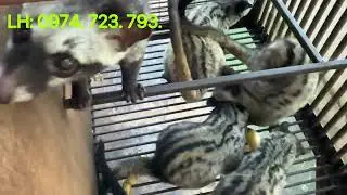 Giá chồn thương phẩm cận tết thế nào| Chồn Hương Thuần Hoá.
