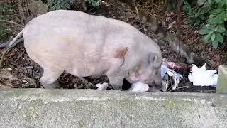 GIGANTIC WILD BOAR IN THE CITY DIGGING RUBBISH #animals #hiking #forest #pets #mountains #wildlife