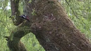 Pic &eacute;peiche (Dendrocopos major) Great Spotted Woodpecker