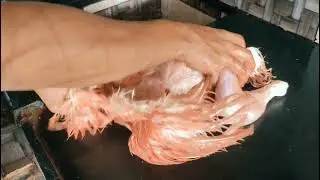 Halal Chicken Cutting Skills|  Master | Professional Fast Chicken Cutting Skills