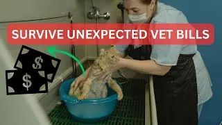 Surviving unexpected Vet Bills : Tips and Tricks