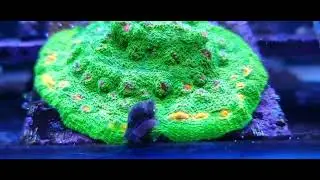 CB 3g mummy eye chalice (signature corals marinehome)